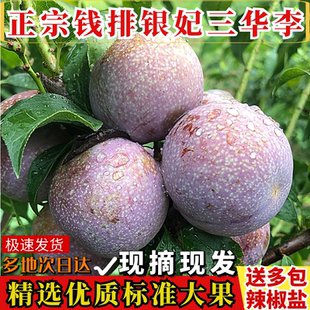李子新鲜水果正宗信宜钱排银妃三华李红心李酸甜脆李孕妇水果大果