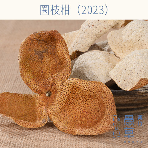 【愚草】圈枝柑（2023），新会陈皮 新会东甲道地23年新皮 收藏级