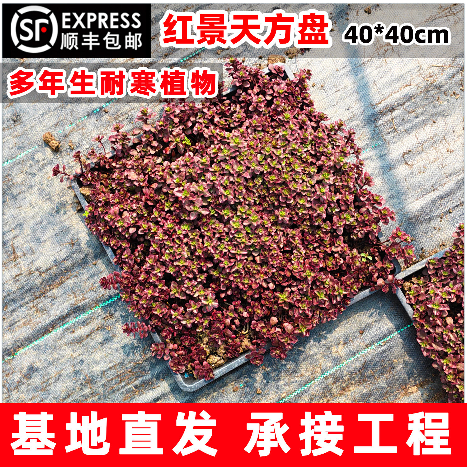 红景天方盘地被植物别墅庭院四季常红苗耐寒耐热好养