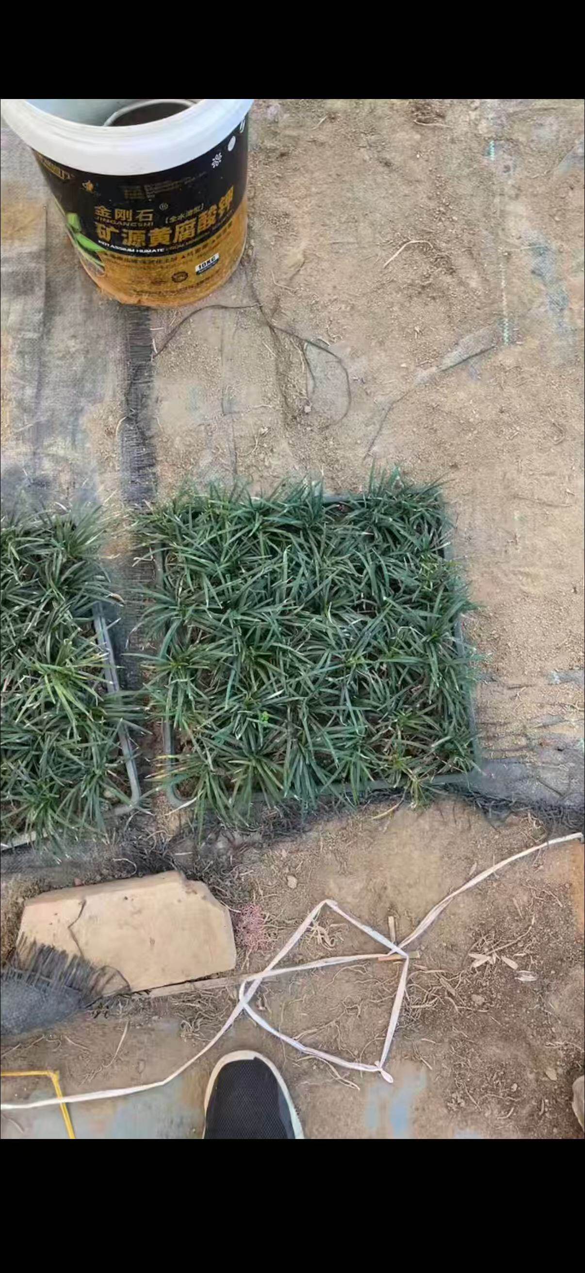 矮麦冬批发