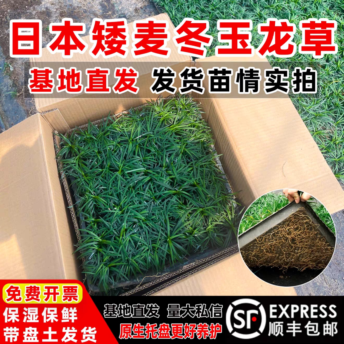玉龙草带盘带土发货基地直发图片