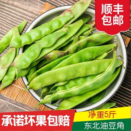 东北油豆素材模板 东北油豆图片下载 小麦优选