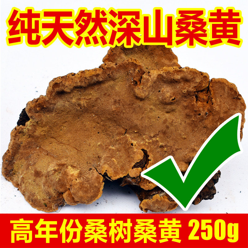纯天然桑树桑黄正品特级中草药灵芝非西藏自治区野生长白山250g