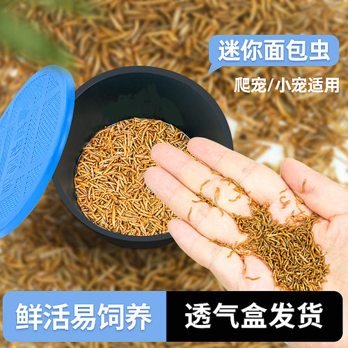 开口虫活体面包虫小虫黄粉营养