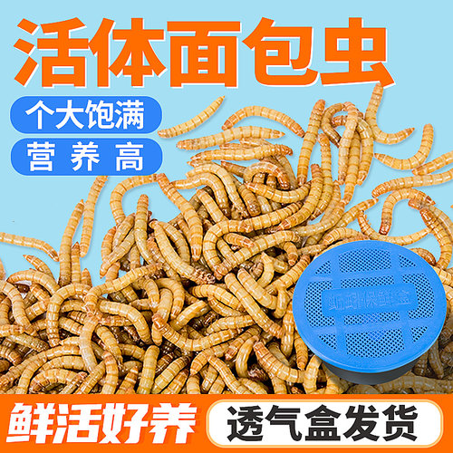 面包虫活虫活大麦黄粉玉米虫子