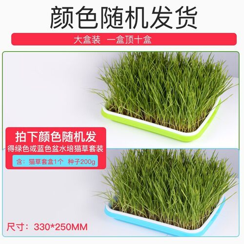 猫草水培猫草种子种植套装猫咪化