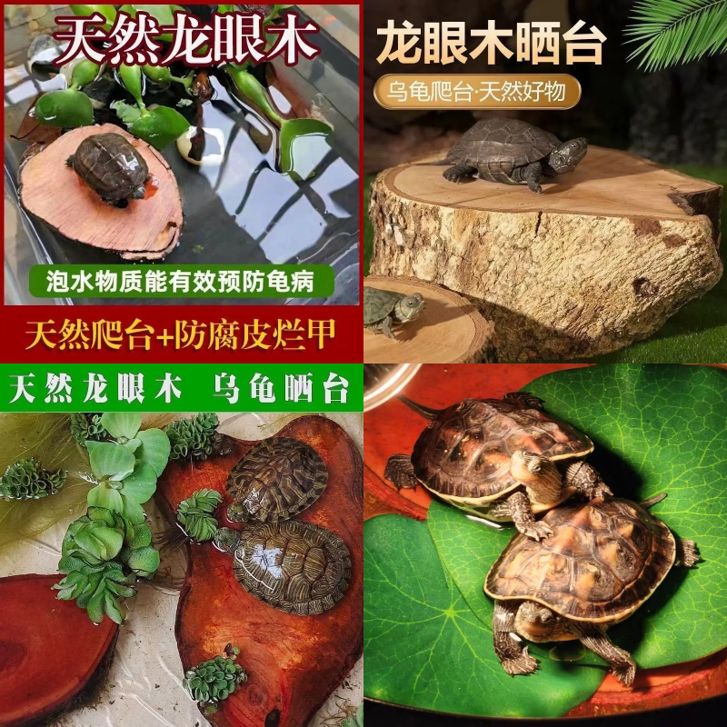 乌龟大直径免煮龙眼木晒背台爬台天然沉木龟缸龟池造景龟龟休息台