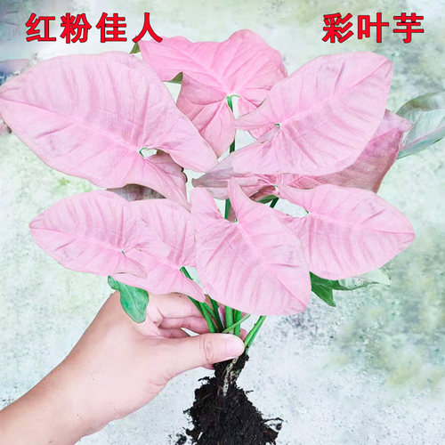 红粉佳人盆栽办公室彩叶芋