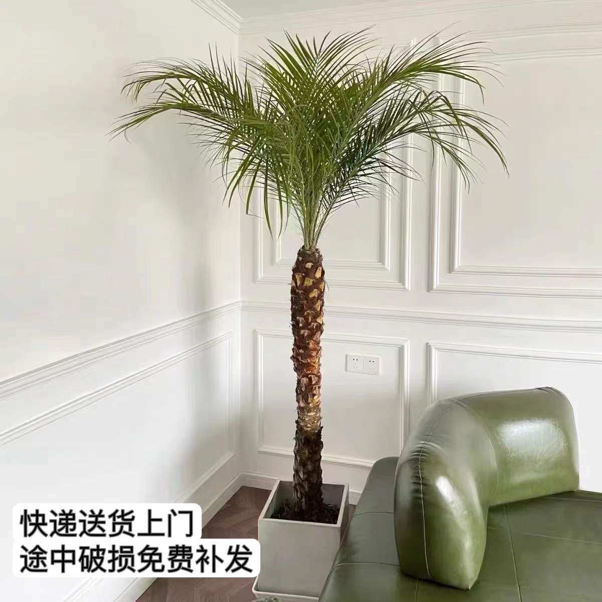 美丽针葵泰国椰子树盆栽刺葵棕榈树室内大型绿植办公室观叶植物