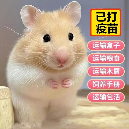 仓鼠活物已打疫苗金丝熊活宠