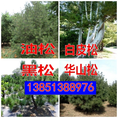 华山松种子日本三河黑松种子 盆景松树油松种子白皮松林木种籽