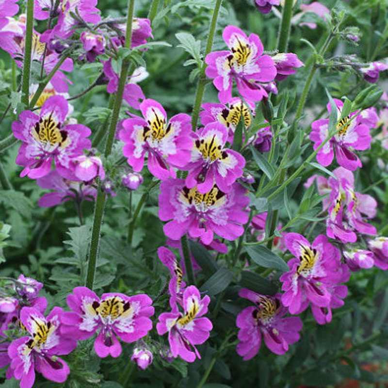 蛾蝶花易种易活室内春播盆栽植物花籽春天花卉花草春季花种子