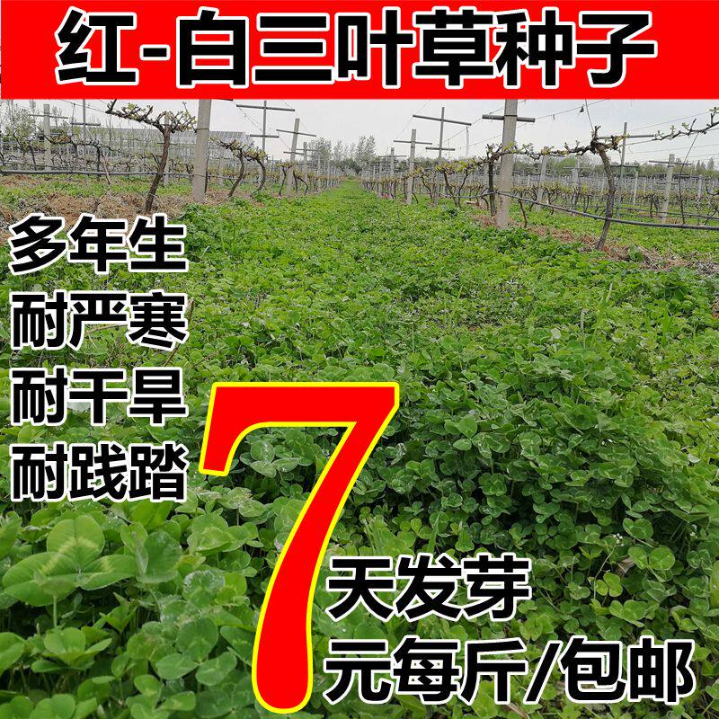 红三叶草种子白三叶草坪牧草绿肥景观绿化庭院阳台花种