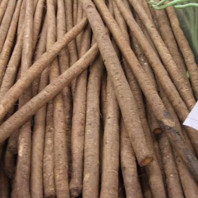 牛鞭菜牛蒡根种籽牛蒡子种子 大力子 恶实 牛蒡 恶实 东洋参 东洋