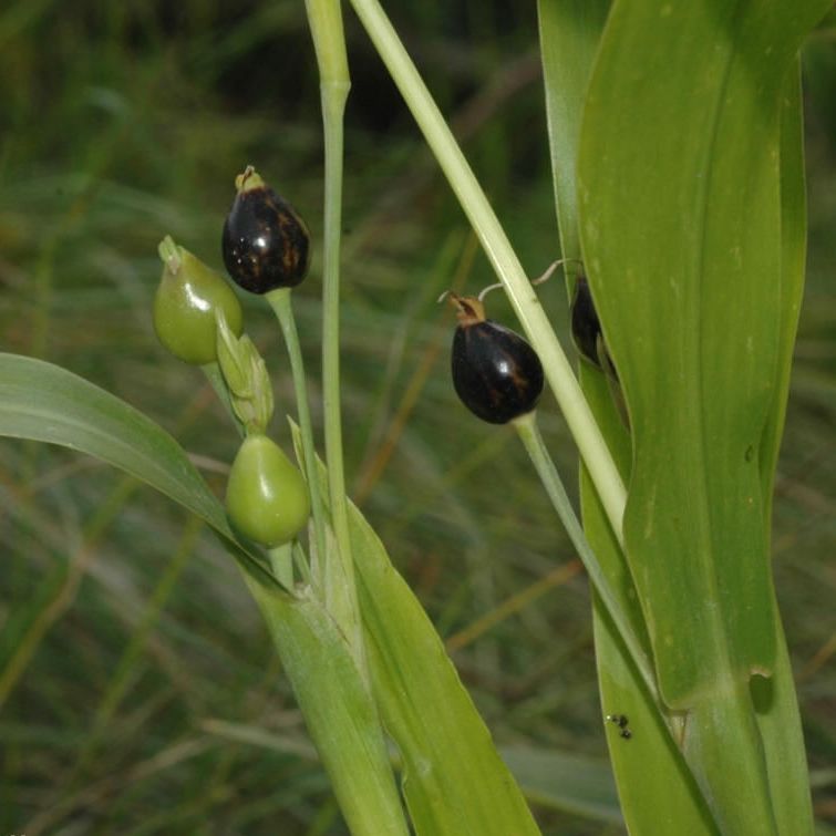 草珠子种子 野生薏苡草菩提薏珠子散珠手串手链门帘佛籽