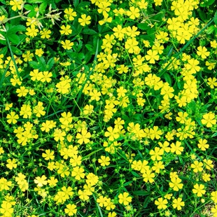 阳台庭院盆栽室内易种花籽委陵菜种子景观花海地被花卉种籽