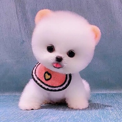 博美犬幼犬纯种博美俊介茶杯犬家养网红犬宠物狗幼崽养殖技术服务