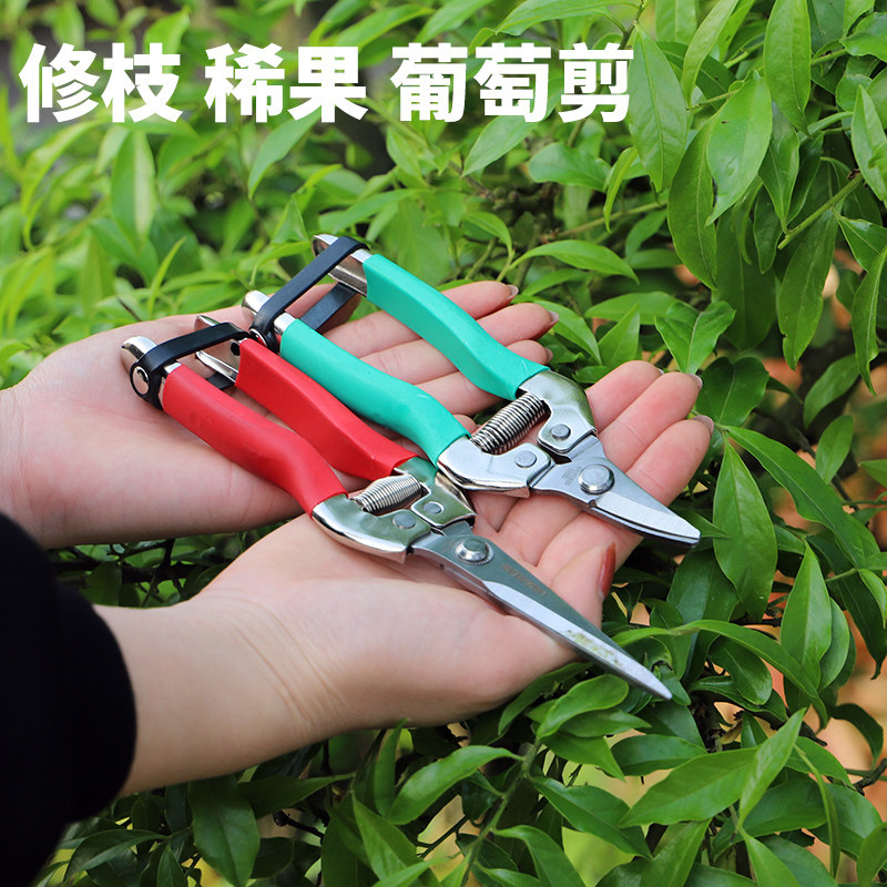 蔬果剪刀稀果剪园林园艺剪树枝修枝剪修花枝剪刀火龙果葡萄摘果剪