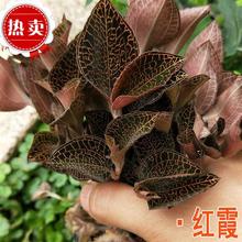 金线莲种植苗金线莲种苗瓶苗红霞金线莲苗种植苗好养金线莲盆栽苗