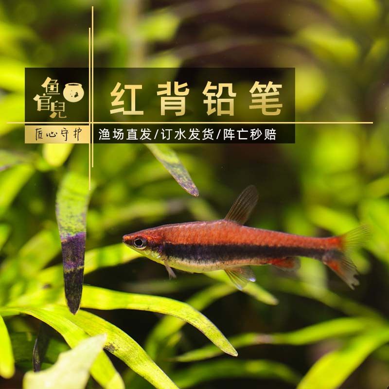 鱼官儿红背铅笔灯胭脂铅笔小型红铅笔火焰铅笔小型热带观赏鱼苗