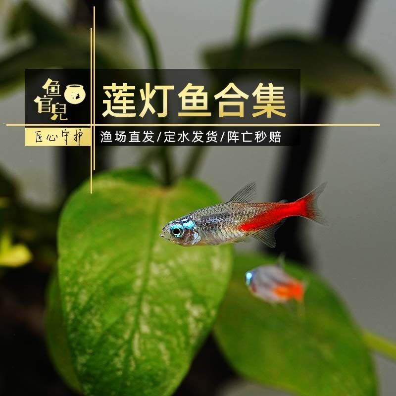 鱼官儿黄金日光灯红绿灯钻石灯白子宝莲灯观赏灯鱼群游好养热带鱼,宠物/宠物食品及用品,鱼,淘宝优惠券,粉丝福利购,淘宝优惠卷