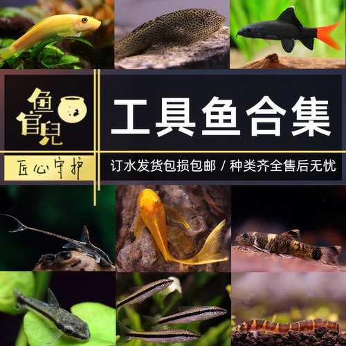 除藻工具鱼鱼吃鱼缸垃圾鱼清洁工
