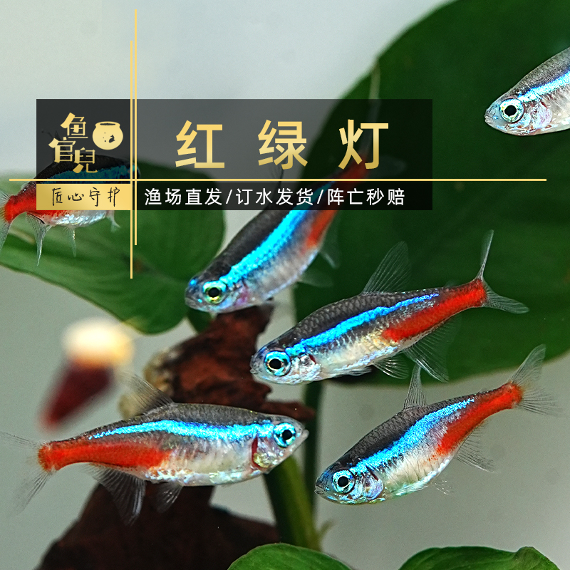 大尺寸红绿灯霓虹灯鱼草缸小鱼苗
