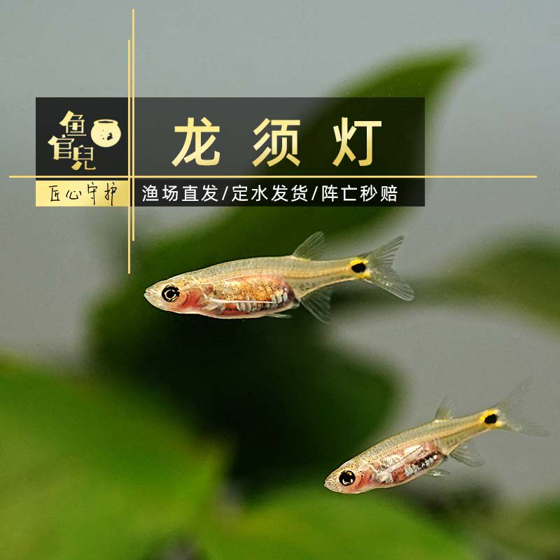 鱼官儿龙须灯鱼去除水面油膜草缸清洁工具鱼小型观赏鱼活体好养