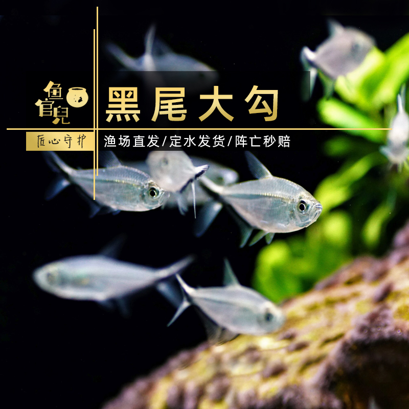 水草缸群游鱼黑尾大勾新手好养鱼