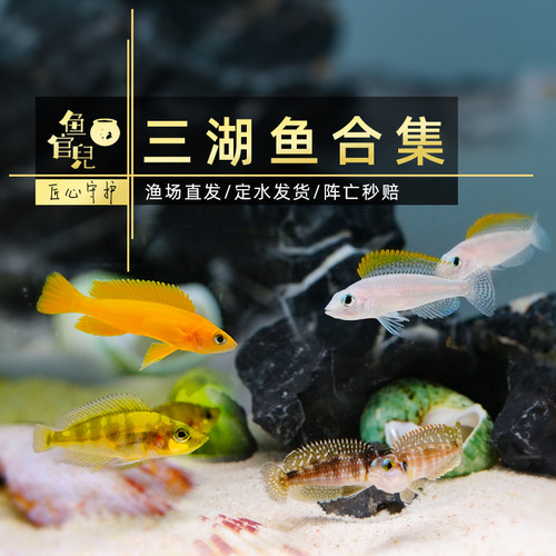 三湖卷贝鱼黄金叮当蓝九间天堂鸟