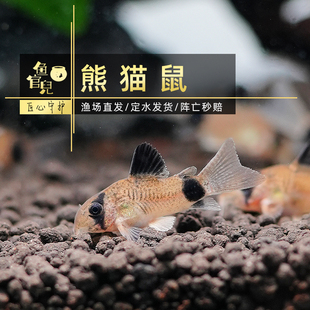 鱼官儿熊猫鼠热带小型淡水观赏鱼工具鱼天津发货顺丰包邮