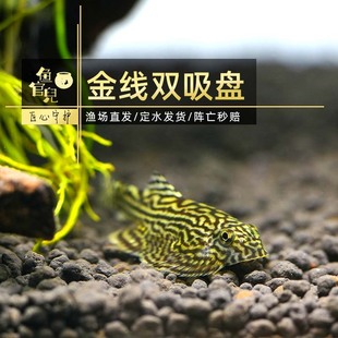 鱼官儿双吸盘鱼满天星思凡金线吸鳅爬岩鳅除藻清道夫冷水小鱼活体