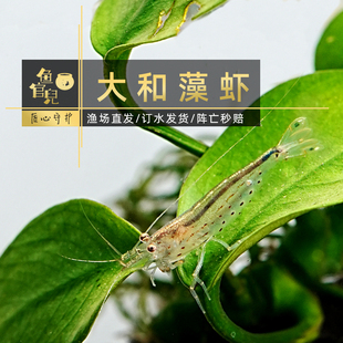 鱼官儿台湾大和藻虾大河藻虾沼虾观赏虾除藻虾工具虾草缸除藻高手