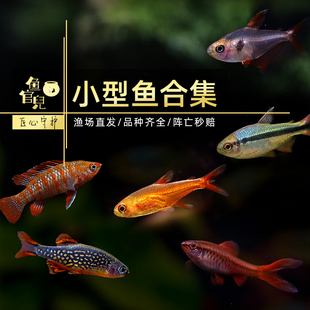 鱼官儿热带鱼苗白云金丝红绿灯樱桃灯斑马鱼小型观赏鱼活体新手养