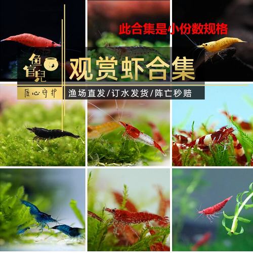 除藻淡水观赏虾樱花极火虾水晶虾