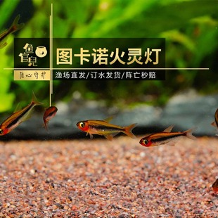 鱼官儿 图卡诺火灵灯 草缸南美小型热带观赏鱼