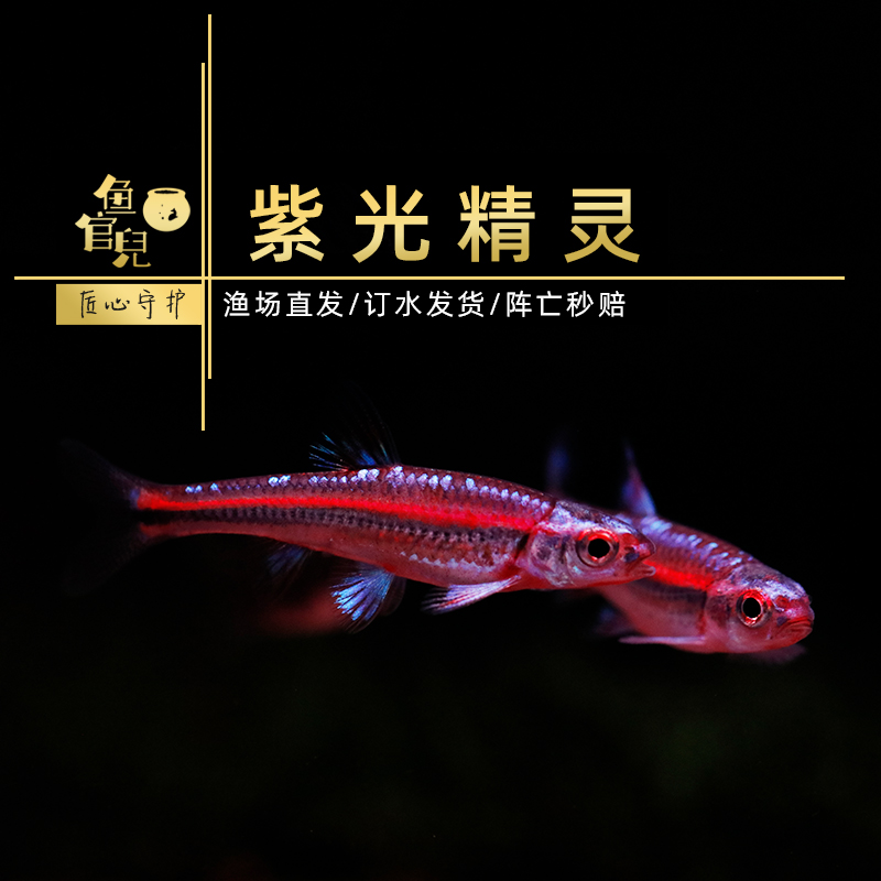 溪流缸原生鱼紫光精灵鱼耐寒好养