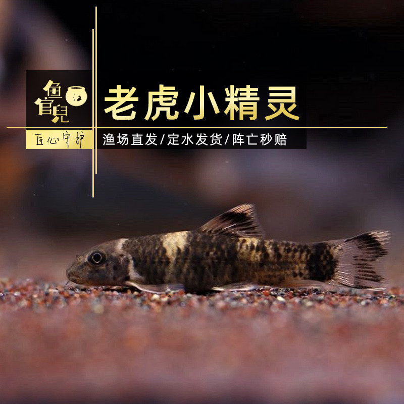 工具鱼除褐藻丝藻小精灵黑线飞狐图片