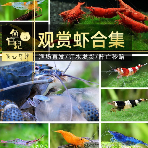 草缸极火虾吃藻虾虎纹虾蓝宝石虾