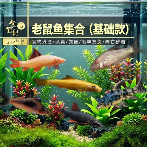 底层鱼清理粪便老鼠鱼清道夫工具
