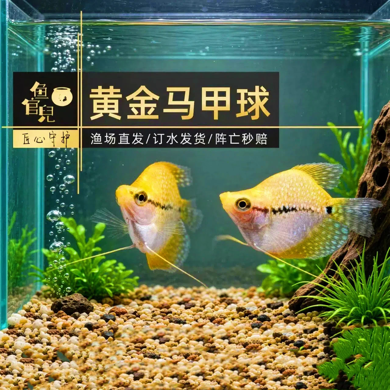 蓝曼龙球体黄金马甲球珍珠马甲球图片