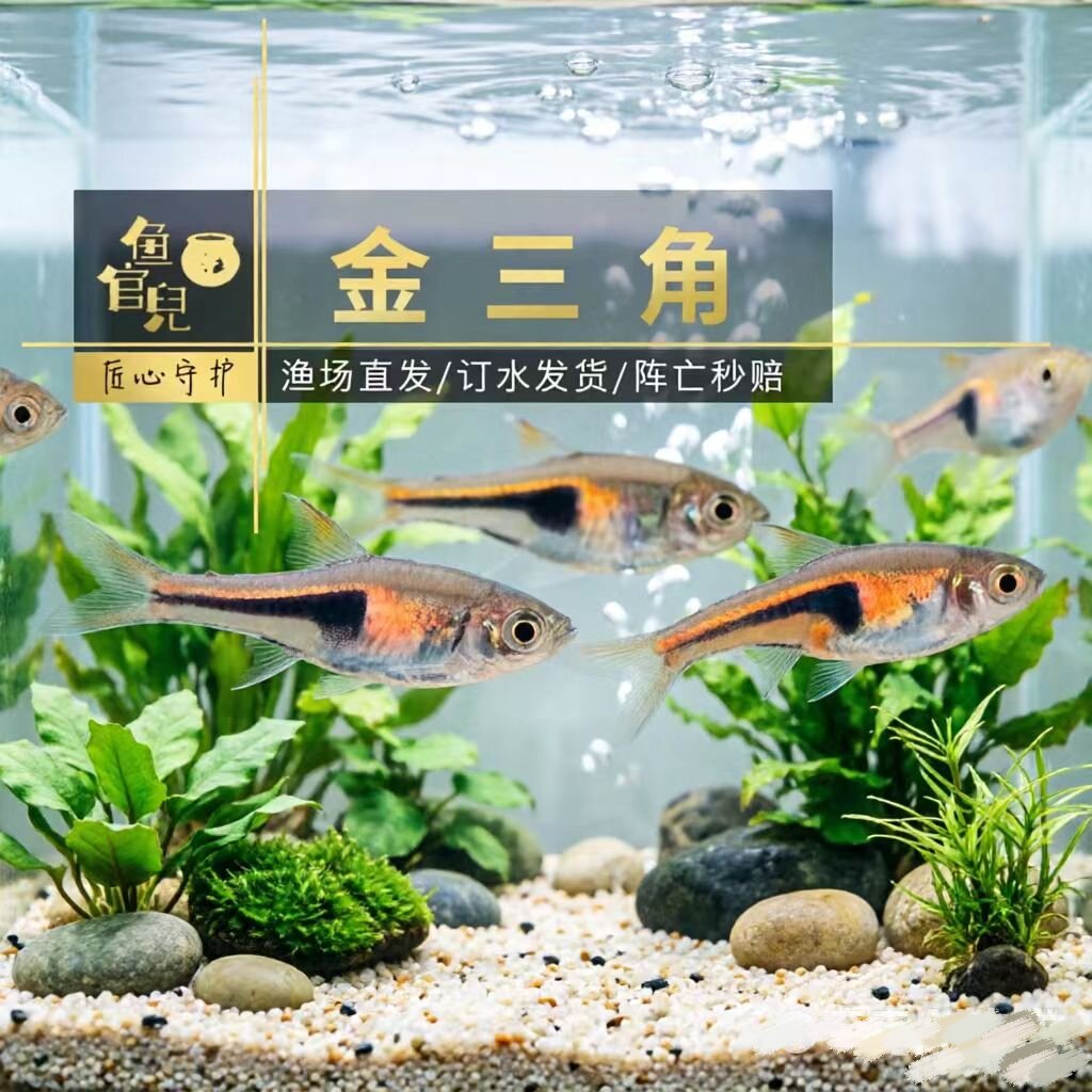 鱼官儿小型热带鱼苗正三角灯金三角灯紫罗兰三角灯野生三角新手养