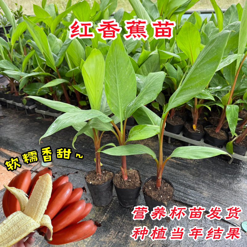 红香蕉树苗矮化红美人香蕉苗红皮香蕉树苗南北方四季种植当年结果
