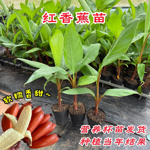红香蕉树苗耐寒南北方庭院盆栽苗