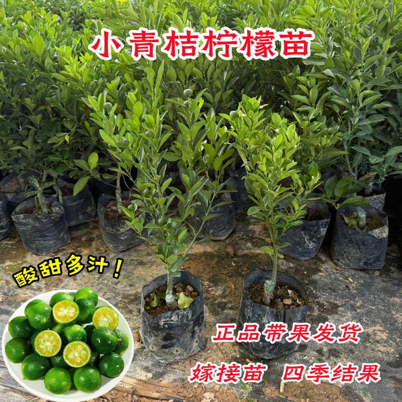 海南小青桔柠檬树苗庭院盆栽金桔柠檬嫁接苗耐寒南方种植四季结果