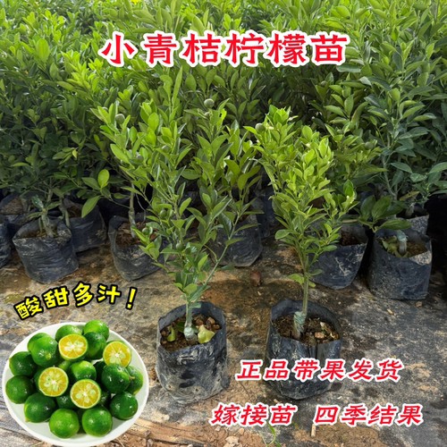 小青桔柠檬树苗带果发货盆栽地栽