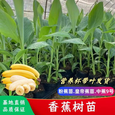 香蕉树苗矮化皇帝蕉苗 粉蕉苗中蕉9号抗寒芭蕉南北方种植当年结果