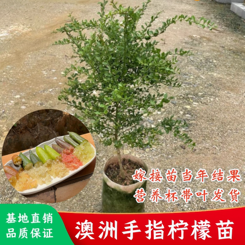 澳洲手指柠檬树苗新品种红香槟指橙苗水果鱼子酱庭院盆栽四季结果