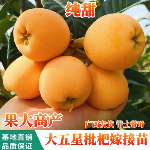大五星枇杷嫁接苗纯甜大果枇杷苗
