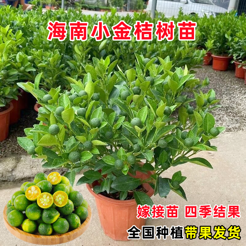 青柠金桔树盆栽带果可食用水果树苗青桔柠檬树阳台庭院四季绿植物